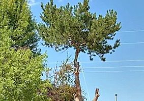 Tree that is being cut down